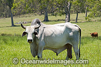 Brahman Bull Photo - Gary Bell