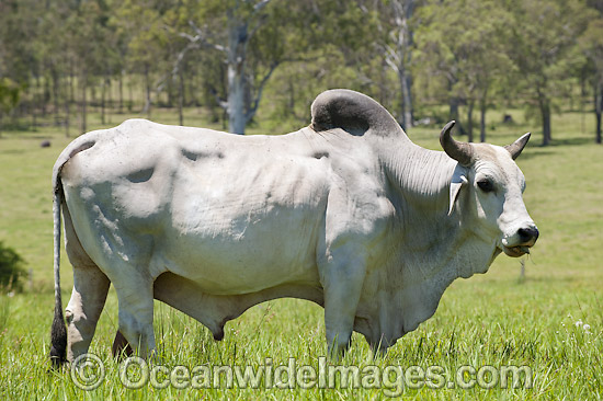 Brahman Bull photo