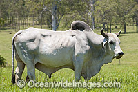 Brahman Bull Photo - Gary Bell