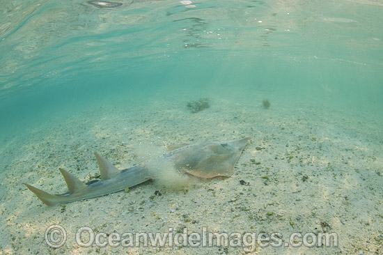 Giant Shovelnose Ray Rhinobatos typus photo Giant Shovelnose Ray Rhinobatos typus photo