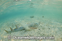 Giant Shovelnose Ray Rhinobatos typus Photo - Gary Bell