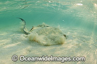 Cowtail Stingray emerging from sand Photo - Gary Bell
