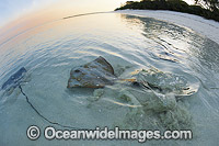 Cowtail Stingray and Brown Whipray Photo - Gary Bell