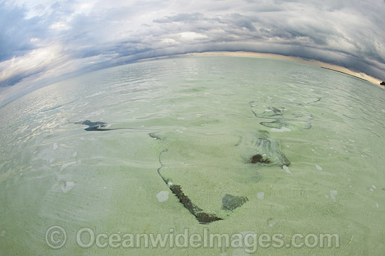 Cowtail Stingray with storm approaching photo