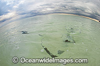 Cowtail Stingray with storm approaching Photo - Gary Bell