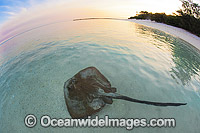 Cowtail Stingray resting in shallows Photo - Gary Bell