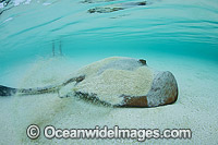 Swimmer and Cowtail Stingray Photo - Gary Bell