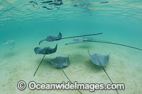 Pink Whiprays Himantura fai Photo - Gary Bell