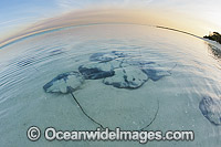 Pink Whiprays Himantura fai Photo - Gary Bell