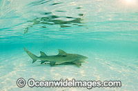 Lemon Shark Heron Island Photo - Gary Bell