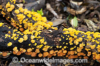 Rainforest Fungi Photo - Gary Bell