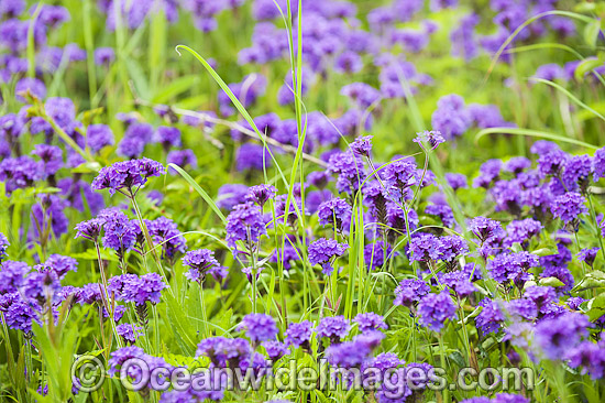 Wildflowers photo