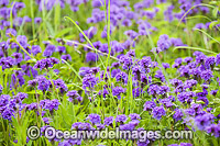 Wildflowers Photo - Gary Bell