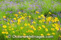 Australian Wildflowers Photo - Gary Bell