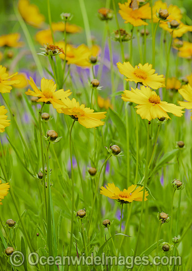 Wildflowers photo