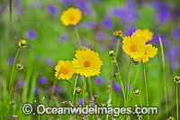 Australian Wildflowers Photo - Gary Bell