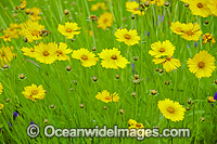 Wildflowers Photo - Gary Bell
