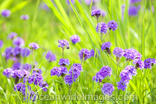 Australian Wildflowers photo Australian Wildflowers photo