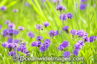 Australian Wildflowers Photo - Gary Bell