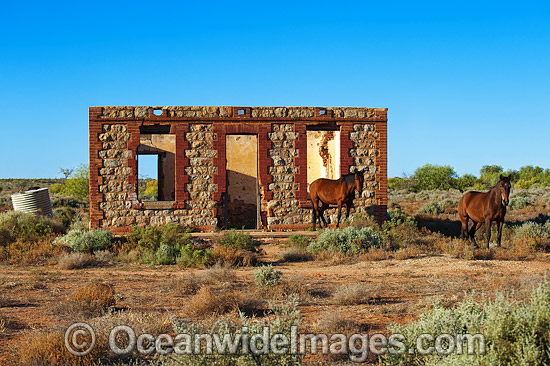 Horse near outback historic building photo