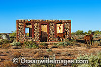 Horse near outback historic building Photo - Gary Bell