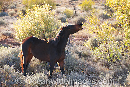 Wild Horses at Silverton photo Wild Horses at Silverton photo