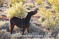 Wild Horses at Silverton Photo - Gary Bell
