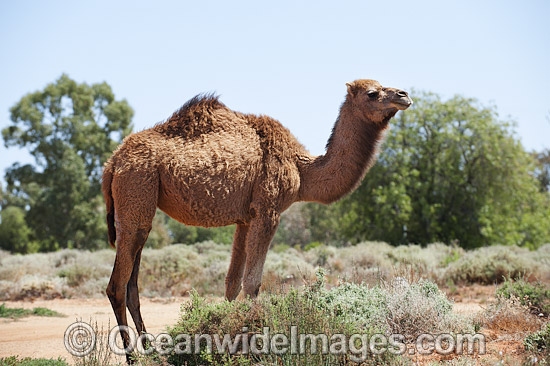 Feral Camels Australia photo Feral Camels Australia photo