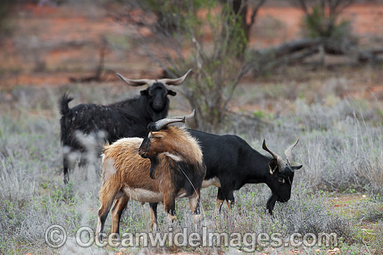 Feral Goats Australia photo Feral Goats Australia photo