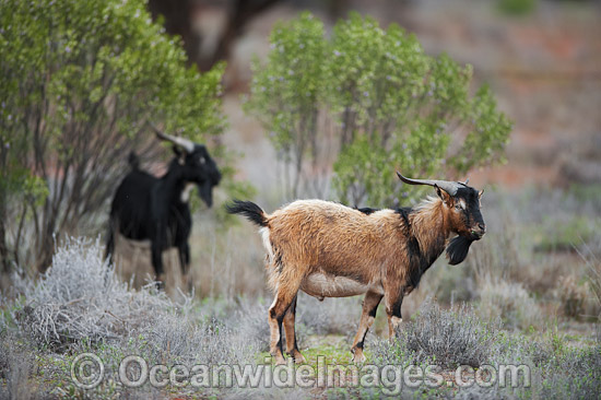 Feral Goats Australia photo Feral Goats Australia photo