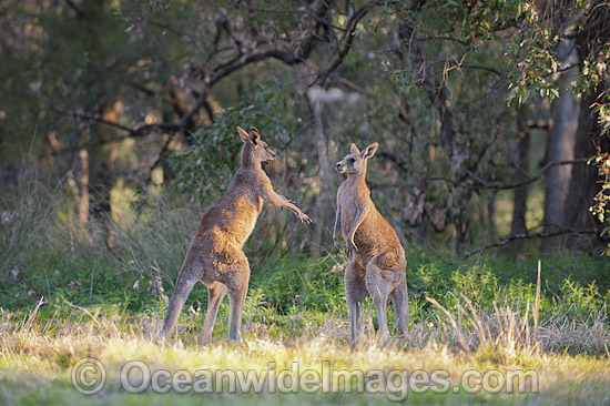 Kangaroo males boxing photo Kangaroo males boxing photo