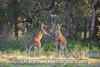 Kangaroo males boxing Photo - Gary Bell