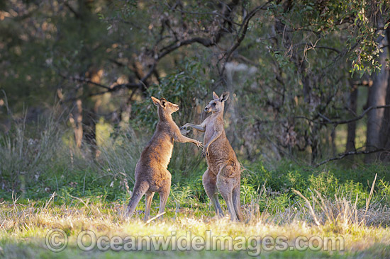 Kangaroo males boxing photo Kangaroo males boxing photo
