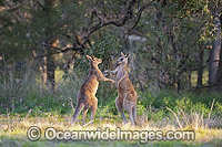 Kangaroo males boxing Photo - Gary Bell