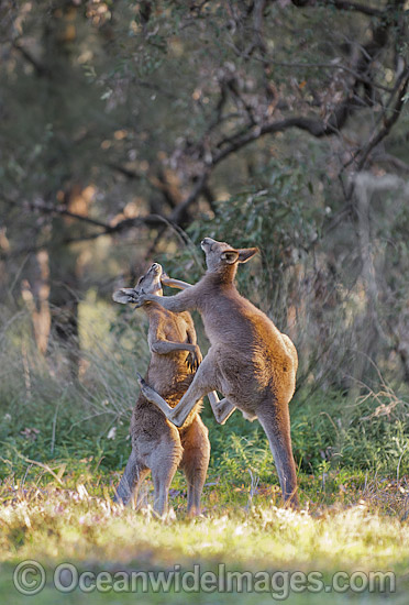 Kangaroo males boxing photo Kangaroo males boxing photo