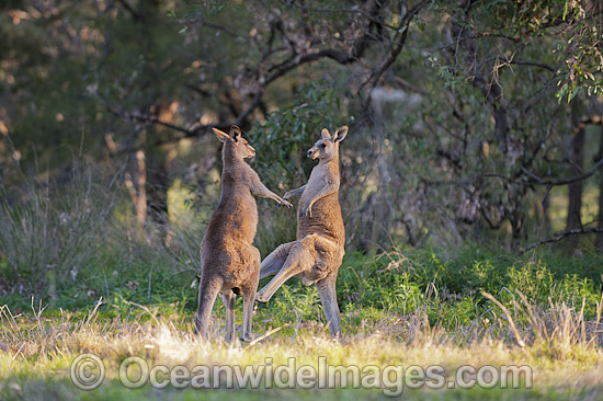 Kangaroo males boxing photo Kangaroo males boxing photo