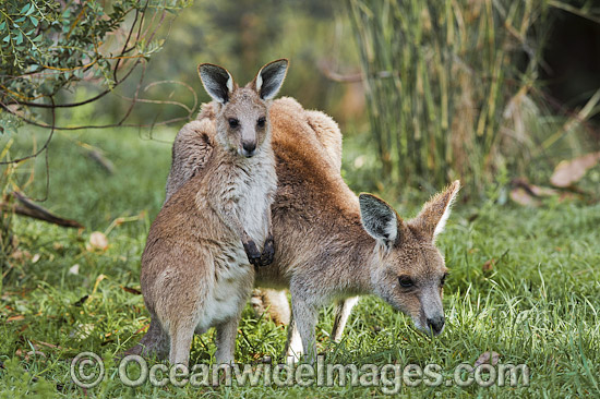 Kangaroo mother with joey photo Kangaroo mother with joey photo