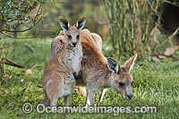 Kangaroo mother with joey Photo - Gary Bell