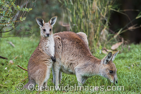 Kangaroo mother with joey photo Kangaroo mother with joey photo