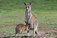 Kangaroo joey drinking milk Photo - Gary Bell