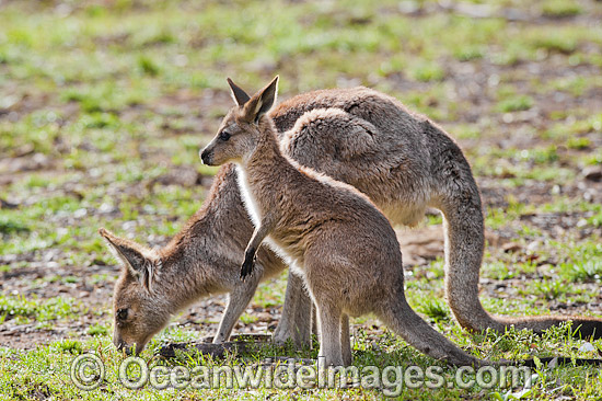 Kangaroo mother with joey photo Kangaroo mother with joey photo