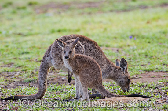 Kangaroo mother with joey photo Kangaroo mother with joey photo