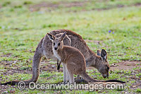Kangaroo mother with joey Photo - Gary Bell