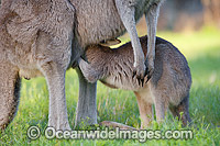 Kangaroo joey drinking milk Photo - Gary Bell