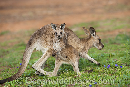 Kangaroo mother with joey photo Kangaroo mother with joey photo