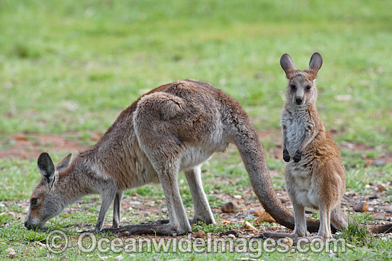 Australian Kangaroo with Mother photo Australian Kangaroo with Mother photo