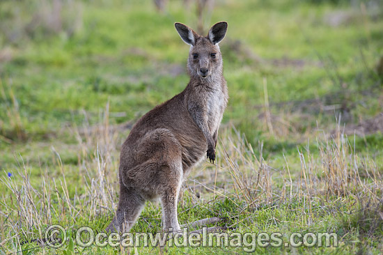 Australian Kangaroo photo Australian Kangaroo photo
