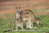 Kangaroo mother with joey Photo - Gary Bell
