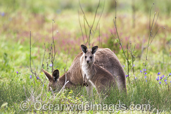 Kangaroo mother with joey photo Kangaroo mother with joey photo