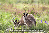 Kangaroo mother with joey Photo - Gary Bell